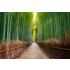 Bambular Yol Desen Duvar Kağıdı 4841