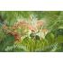 Tropikal Yaprak Çiçek Desen Duvar Kağıdı 4264