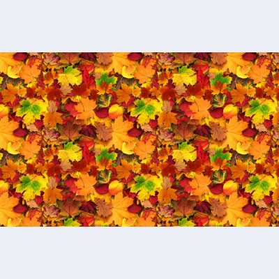 Sonbahar Yapraklar Desen Duvar Kağıdı 4624